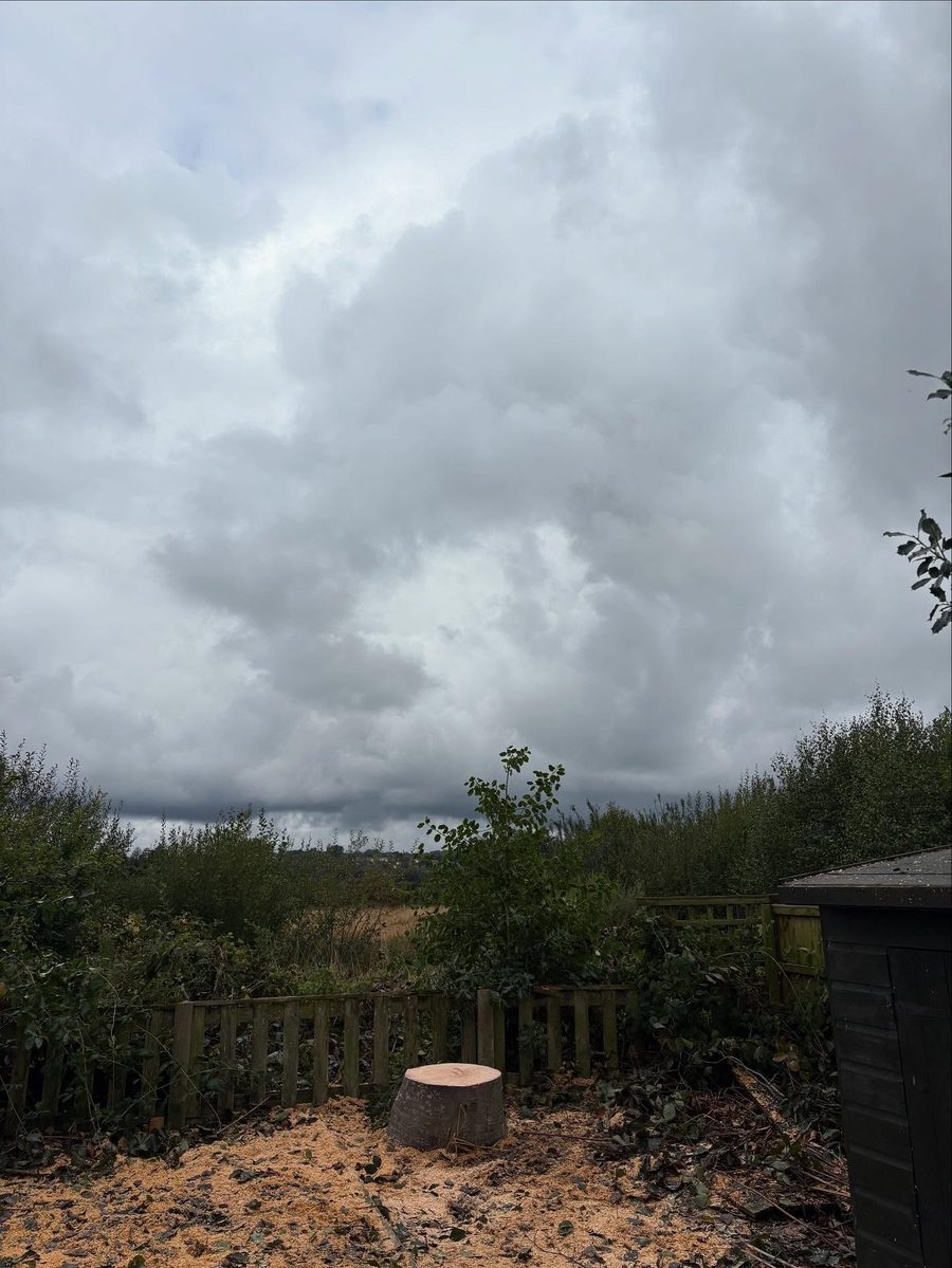 The beech gone, only its stump left by the fence, the shed on the right