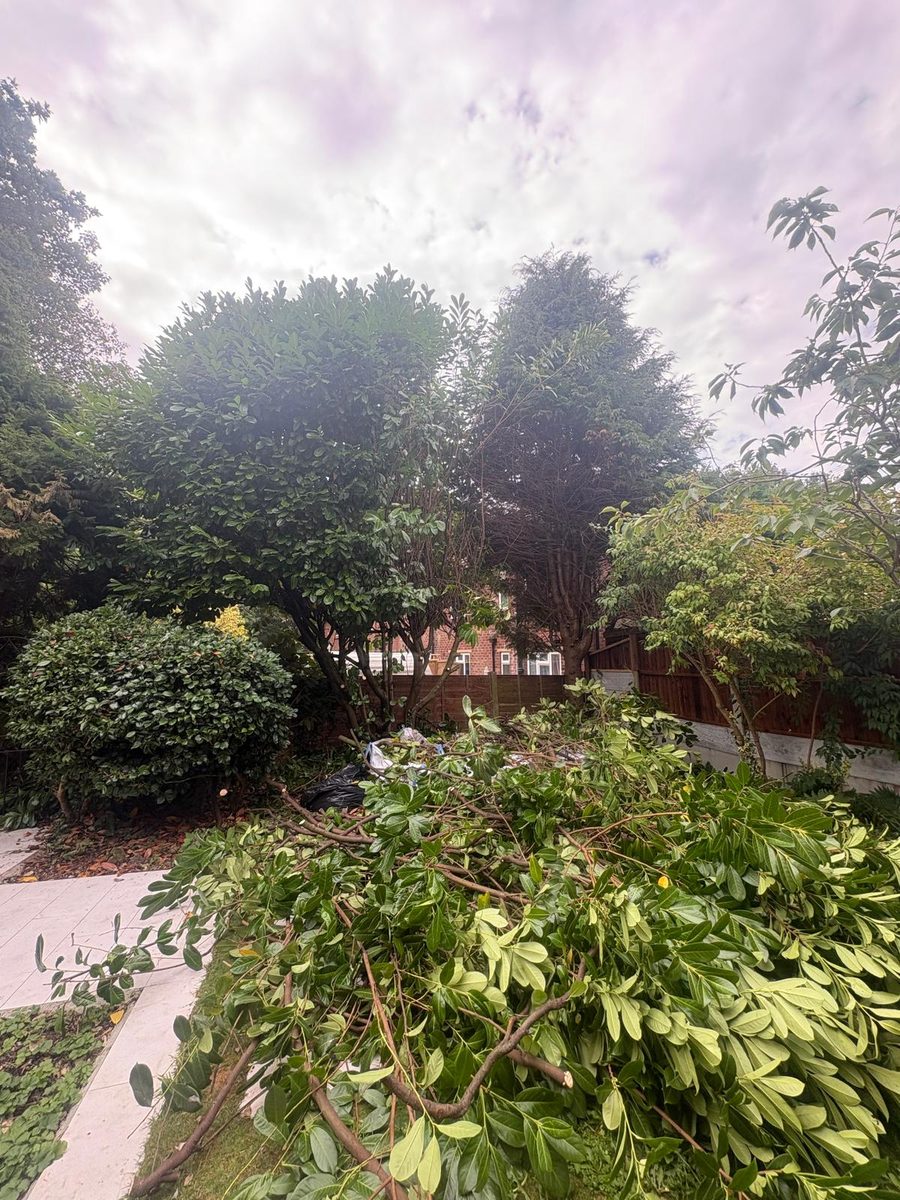 A back garden overgrown with laurel and conifer, cut branches piled on the lawn
